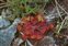 Guest items, Drosera rotundifolia