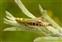 The animal kingdom, Dead grasshopper