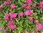 Taxonomic plant kingdom, Dianthus chinensis