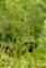 Plant, Deschampsia cespitosa