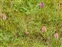 Wild-growing plants and fungi of the British Isles, Dactylorhiza purpurella and incarnata