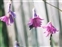 Flower, Dierama latifolium