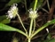 Wild-growing plants and fungi of the British Isles, Dipsacus pilosus