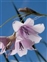 Asparagales, Dierama latifolium