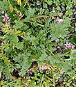 Common Stork's-bill (guest image)