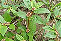 Euphorbia hirta
