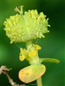 Euphorbia hyberna
