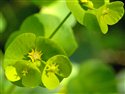 Euphorbia amygdaloides