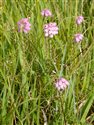 Erica tetralix