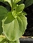 Leaf, Erythranthe guttata