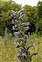 Dark blue flowers, Echium vulgare