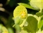 North Somerset, Euphorbia characias