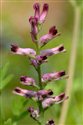Fumaria officinalis