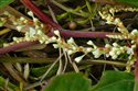 Fallopia japonica