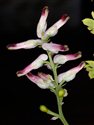 Fumaria muralis