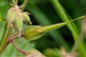 Geranium pratense