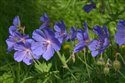 Geranium pratense