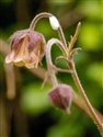 Geum rivale