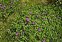 Wild-growing plants and fungi of the British Isles, Geranium sanguineum
