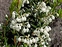 Taxonomic plant kingdom, Gaultheria mucronata