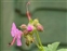Flower, Geranium macrorrhizum