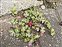 Breconshire, Geranium lucidum