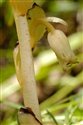 Hypopitys monotropa