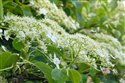 Hydrangea petiolaris