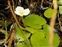 The Frogbit family, Hydrocharitaceae, Hydrocharis morsus-ranae