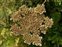 Breconshire, Heracleum sphondylium