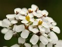 Iberis amara