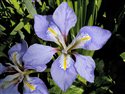 Iris unguicularis