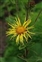 Yellow flowers, Inula helenium