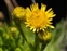Yellow flowers, Inula crithmoides