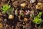 Wild-growing plants and fungi of the British Isles, Illecebrum verticillatum
