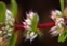 Pink flowers, Illecebrum verticillatum