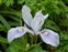 Flower, Iris douglasiana