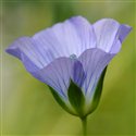 Linum usitatissimum