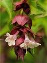 Leycesteria formosa