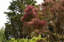Leptospermum scoparium