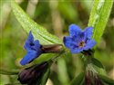 Lithospermum purpureocaeruleum