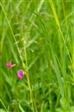 Lathyrus nissolia