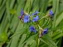Lithospermum purpureocaeruleum