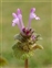 Purple flowers, Lamium amplexicaule
