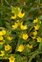 Yellow flowers, Lysimachia punctata