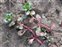 Taxonomic plant kingdom, Lythrum portula