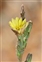 Flower, Lactuca saligna