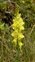 Pembrokeshire, Linaria vulgaris