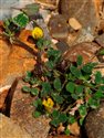Medicago littoralis