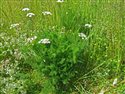 Meum athamanticum